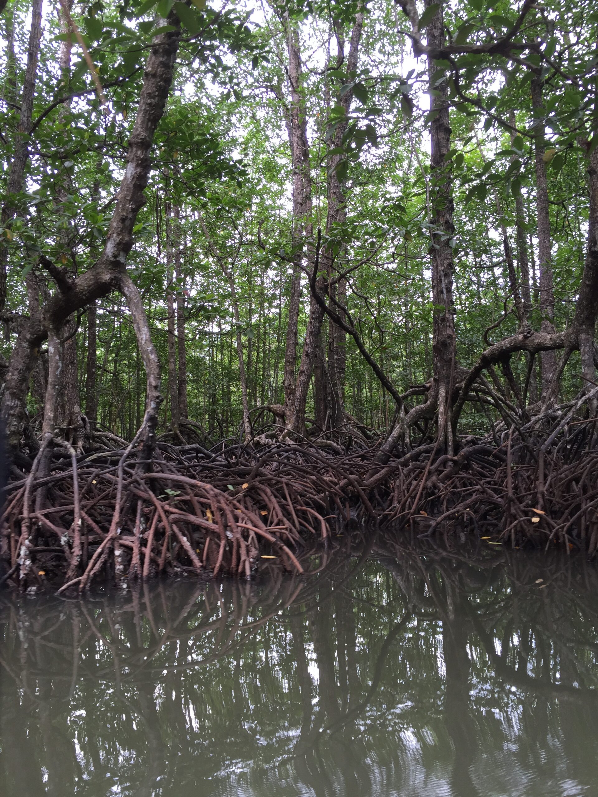 Konsistensi Kebijakan Pemerintah dalam Pengurangan Deforestasi dan Degradasi Hutan, Gambut dan Mangrove Kunci Pencapaian Komitmen Iklim Indonesia