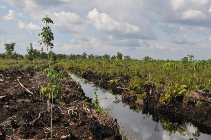 Pemulihan Gambut dan Mangrove Berbasis Capaian, Kunci Pencapaian Komitmen Iklim Indonesia