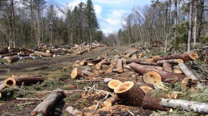 UU Cipta Kerja Mencederai Komitmen Iklim, Mempercepat Kehilangan Hutan, Melanggengkan Bencana