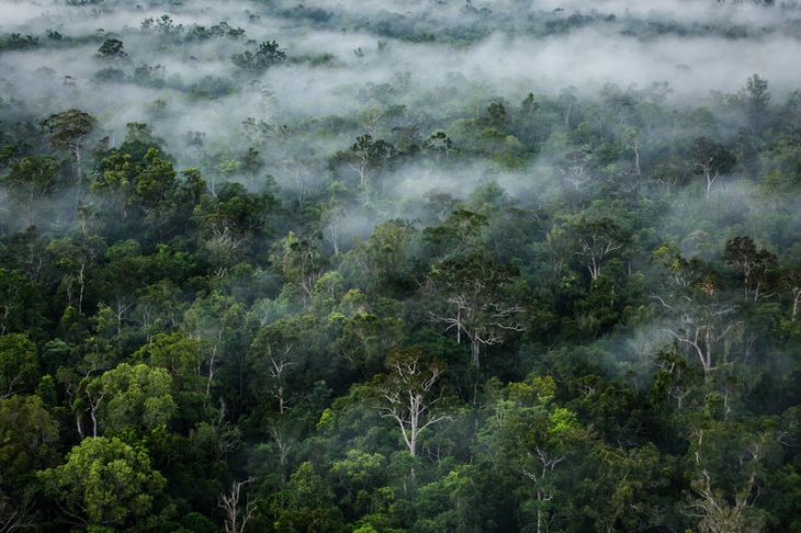 Laporan Terkini: Hutan Indonesia dalam Pemilu 2019