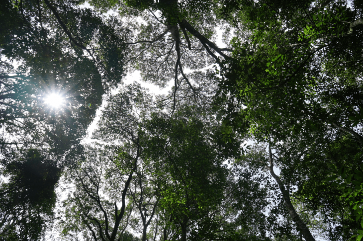 Penurunan Deforestasi Titik Awal Membangun Ekonomi Indonesia Tanpa Merusak Hutan Dan Lingkungan