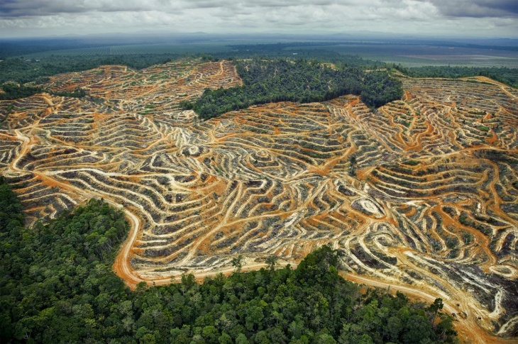 Kebijakan Land Swap dan Deforestasi Indonesia