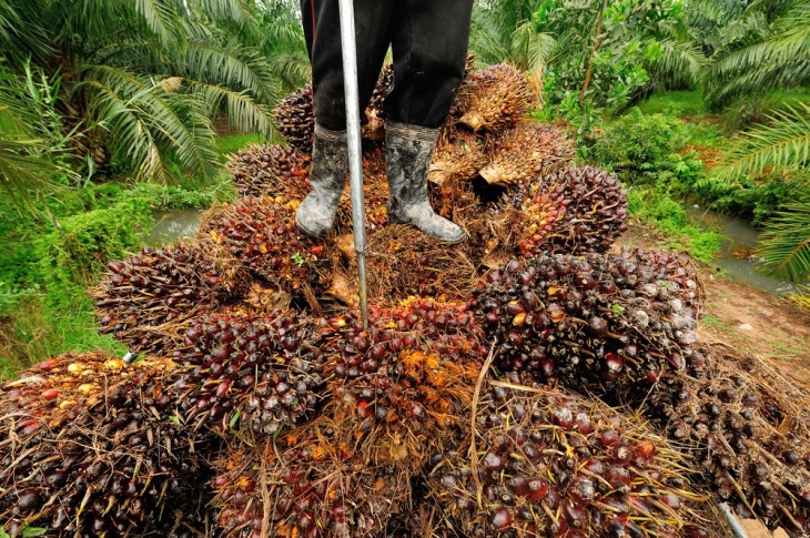 Lembar Fakta: ‘Larangan’ Impor Minyak Sawit Indonesia oleh Uni Eropa