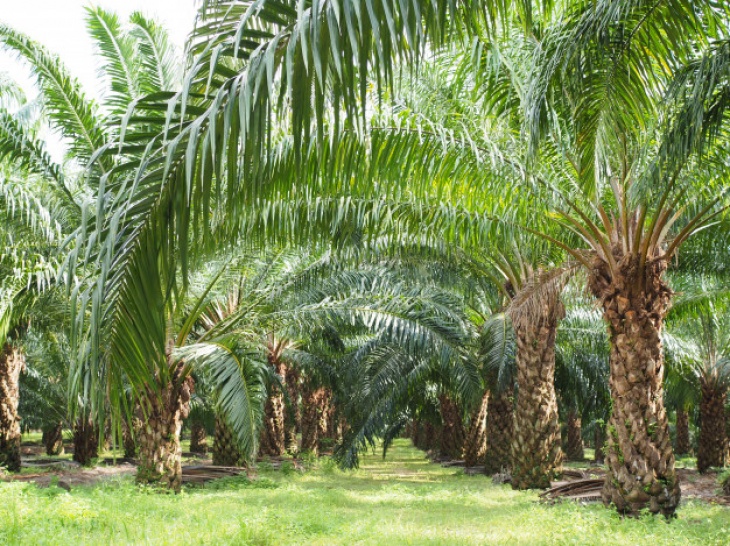 The Palm Myth and Public Welfare
