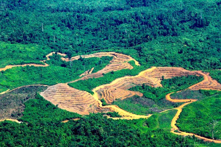 Nasib Hutan Nusantara, Akankah Terus Merana?